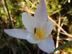 Crocus carpetanus