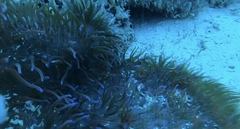 Heteractis