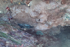 Eudistoma psammion