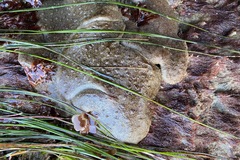 Eudistoma psammion