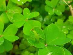 Odontura glabricauda