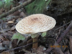 Echinoderma hemisclerum