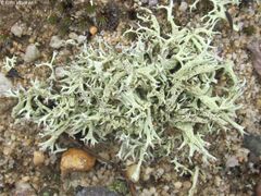 Cladonia labradorica
