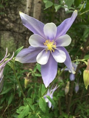 Aquilegia coerulea coerulea