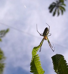 Leucauge