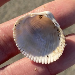 Dallocardia quadragenaria