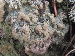 Trapeliopsis granulosa