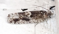 Chimoptesis gerulae