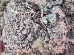 Trapeliopsis granulosa