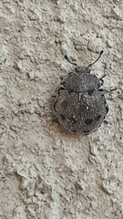 Notiophygus