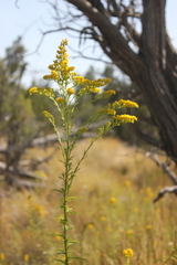 Solidago spectabilis