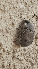 Notiophygus