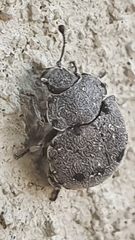 Notiophygus