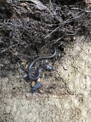 Plethodon electromorphus