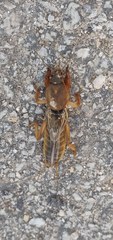 Gryllotalpa vineae