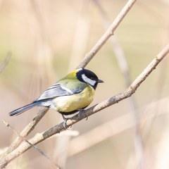 Parus major