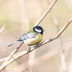 Parus major