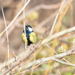 Parus major