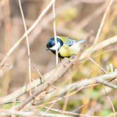 Parus major