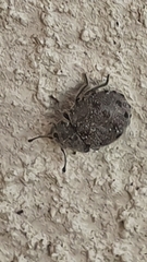Notiophygus
