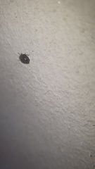 Notiophygus