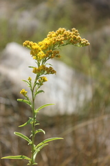 Solidago spectabilis