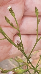 Asteraceae