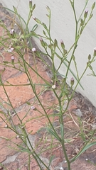 Asteraceae