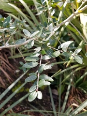 Ilex vomitoria image
