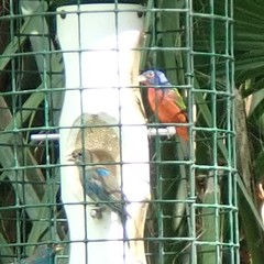 Passerina ciris image