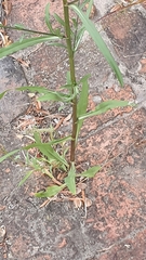 Asteraceae