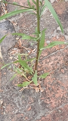 Asteraceae