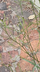 Asteraceae