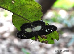 Gerosis celebica