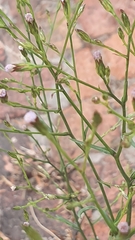 Asteraceae