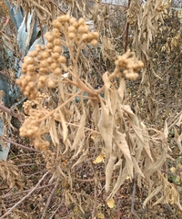 Pluchea carolinensis