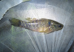 Dormitator maculatus