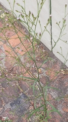 Asteraceae