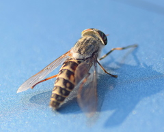 Tabanus glaucopis