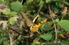 Heraclides androgeus