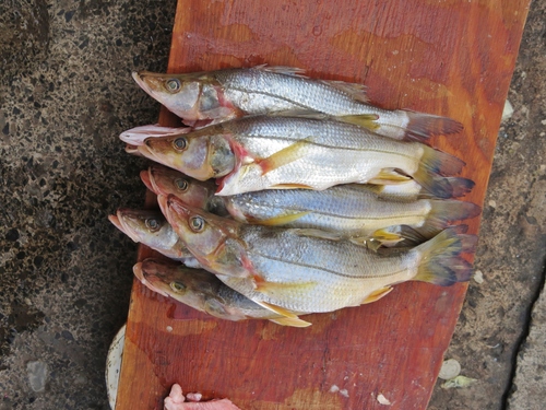 Brochet (Centropomus ensiferus) — Centropomidae