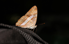Adelpha thessalia