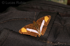 Adelpha thessalia
