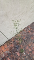 Asteraceae