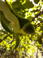 Mespilodaphne veraguensis