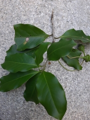 Mespilodaphne veraguensis