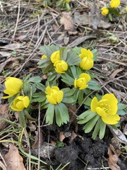 Eranthis hyemalis