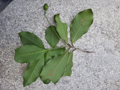 Mespilodaphne veraguensis