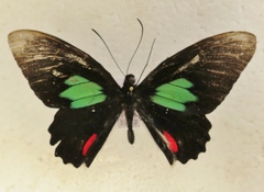Parides sesostris