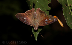 Polygonus leo pallida